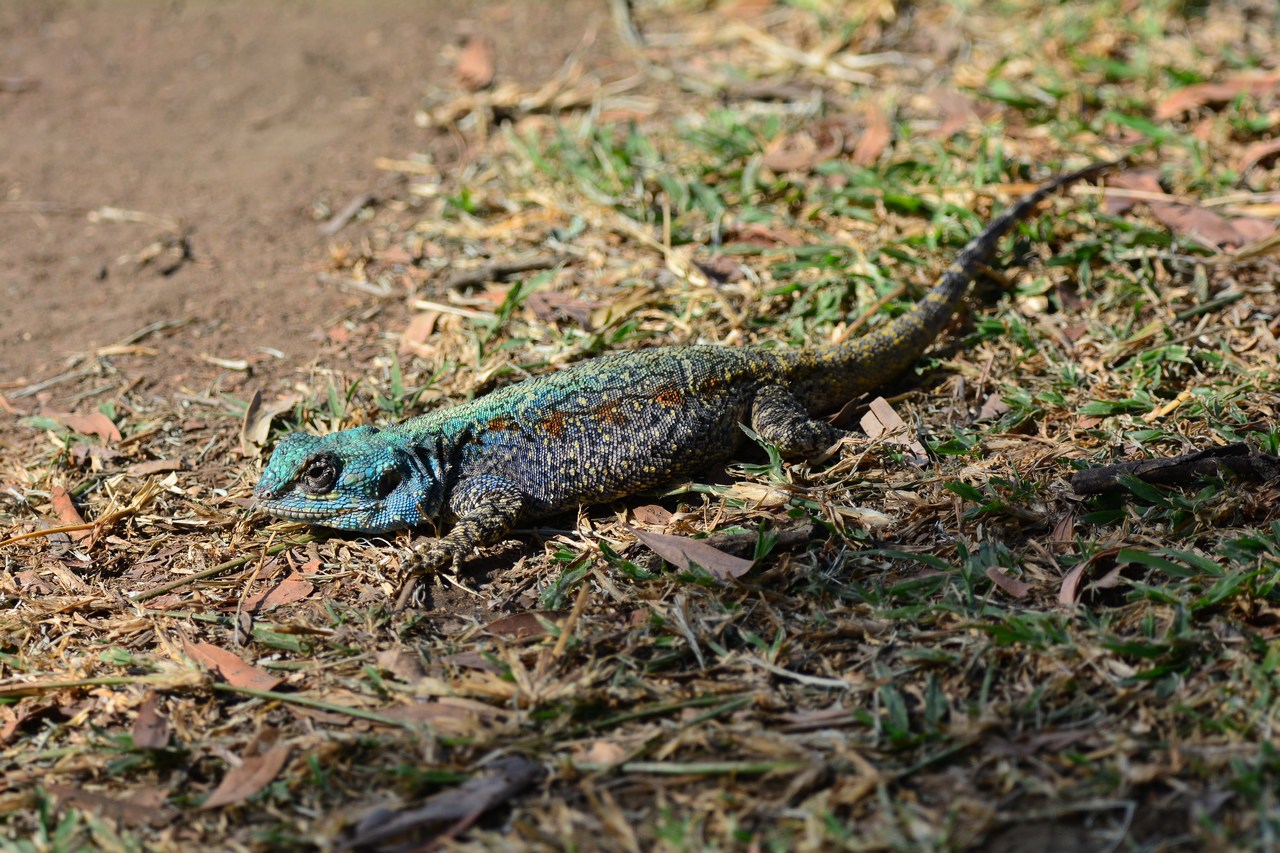 Acanthocercus atricollis